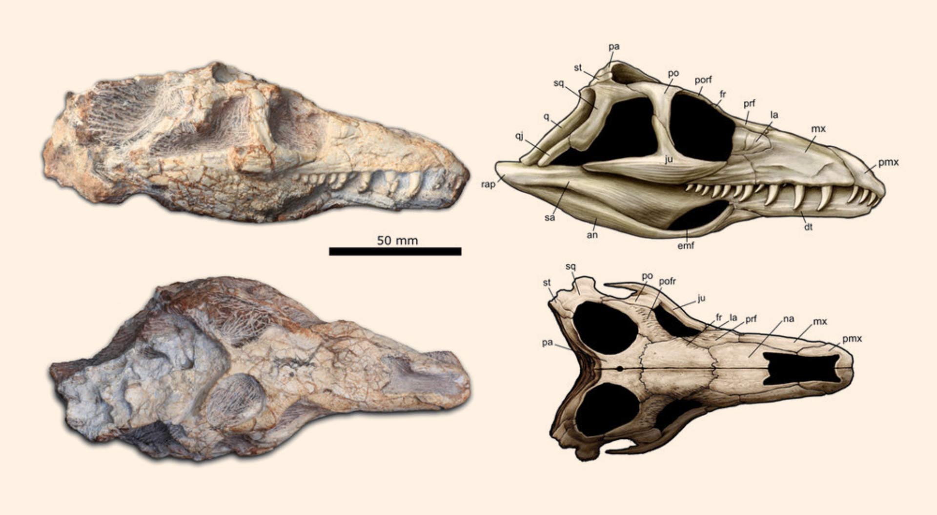 credit - J. Anderson, Felipe L. Pinheiro et al..jpg